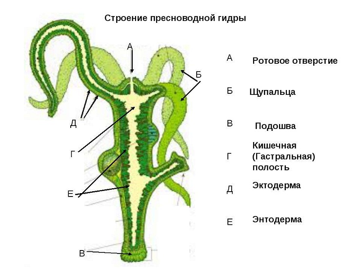 Кракен мп